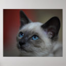 Recherche de gros chat posters Animal