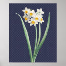 Recherche de daffodil posters Fleur
