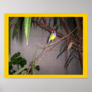 Recherche de gouldian posters Photo d'oiseau
