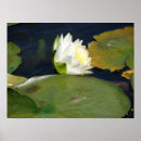 Recherche de lilly posters Eau
