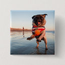 Recherche de carlins badges Chiot