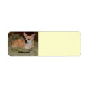 Recherche de chiwawa mignon Animal familier