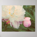 Recherche de rose et bourgeon de rose posters Fleurs