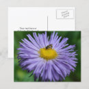 Recherche de marguerite violette cartes postales Invités