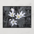 Recherche de macro photo cartes postales Noir et blanc