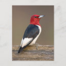 Recherche de bird cartes postales nature