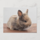 Recherche de bébé lapin cartes postales Animal