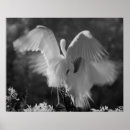 Recherche de alba Blanc