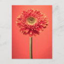 Recherche de marguerite rouge cartes postales Jardin