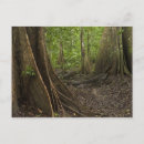 Recherche de contrefort cartes postales Arbre