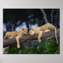 Recherche de dehors posters Le kenya