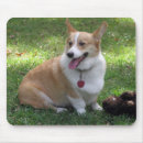 Recherche de corgi tapis souris Animaux