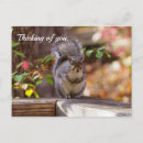 Recherche de squirrel cartes postales Nature