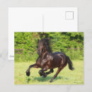 Recherche de friesian horse cartes postales Breed