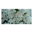 Recherche de delicate posters Nature