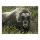 Recherche de nommé de photo posters Alaska