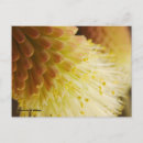 Recherche de torche cartes postales Floral