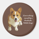 Recherche de gallois magnets Chiot