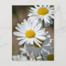 Recherche de marguerites cartes postales Blanc