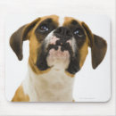 Recherche de chien boxeur tapis souris Tir de studio