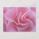 Recherche de camélias cartes postales Fleur