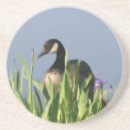 Recherche de oie canadienne dessous de verres Oiseau