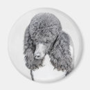 Recherche de le caniche standard magnets Noir