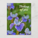 Recherche de blue cartes postales Jardin