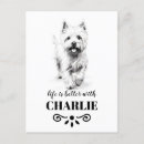 Recherche de chien westie cartes postales West highland