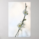 Recherche de fleurs de prune posters Nature