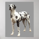 Recherche de arlequin art Chiot