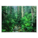 Recherche de forêt tropicale posters Sauvage