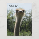 Recherche de autruches cartes postales Sauvage