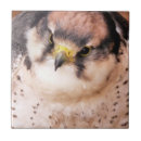 Recherche de rapace carreaux Faune