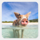Recherche de porcelets autocollants Animal