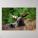 Recherche de eurasien posters Orignal