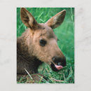 Recherche de steve cartes postales Animal