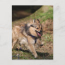 Recherche de pomeranians cartes postales Loulou
