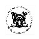 Recherche de shepard Dog