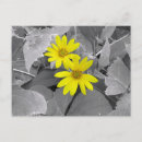 Recherche de fleur sauvage jaune cartes postales Pour tous