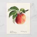 Recherche de agrume cartes postales Fruit