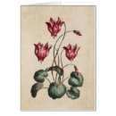 Recherche de cyclamen cartes postales Botanique