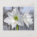 Recherche de amaryllis cartes postales Vacances