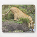 Recherche de panthera lion tapis souris Faune