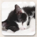 Recherche de chaton photographie Sommeil