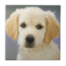 Recherche de animal familier carreaux Chiots