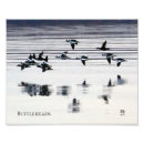 Recherche de petits oiseaux posters Canards