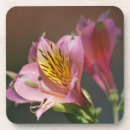 Recherche de inca photographie Fleur