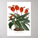 Recherche de anthure Fleurs