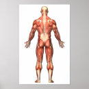 Recherche de anatomie musculaire posters Corps